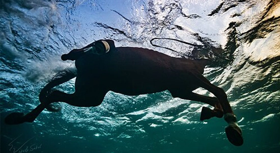 Horse Swimming