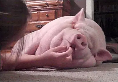 Pig Sleeping