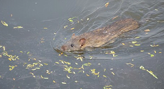Rat swimming