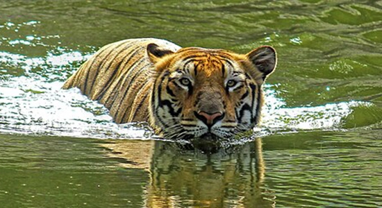 Tiger Swimming