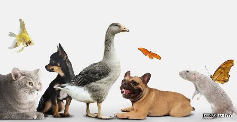 Which of these animals is considered a symbol of good luck in many cultures